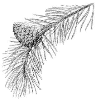 Lodgepole pine (Pinus murrayana) 