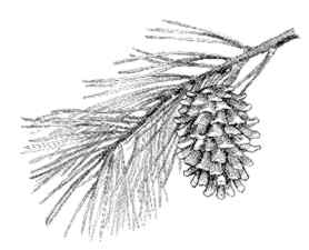 Ponderosa pine (Pinus ponderosa) 