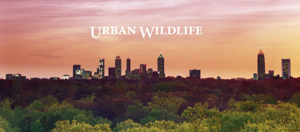 Click to read Atlanta's Urban Wildlife