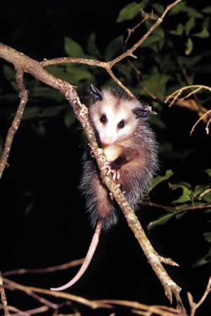 Opossum. Photo by Richard T. Bryant. Email richard_t_bryant@mindspring.com.
