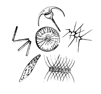 phytoplankton drawing