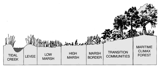 Figure 4: Profile of a Salt Marsh.