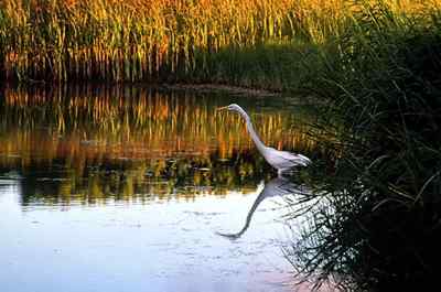 The great egret (Casmerodius albus) is recognized by its yellow bill and black legs. 