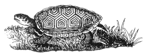 Robert E. Lee, who helped engineer the construction of Fort Pulaski, drew this diamondback terrapin (Malaclemys terrapin) on Cockspur Island in 1831. 