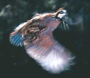 A northern bobwhite quail in flight. Photo by Richard T. Bryant. Email richard_T_bryant@mindspring.com
