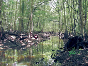 The Chickasawhatchee Swamp. Photo by Chip Evans