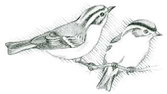 Golden-crowned kinglet (Regulus satrapa) A restless, flitting movement and a high, thin “ssst” identify the kinglet. 