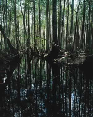 http://sherpaguides.com/georgia/okefenokee_swamp/natural_history/10.jpg
