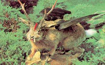 The elusive, claw-footed jackalope