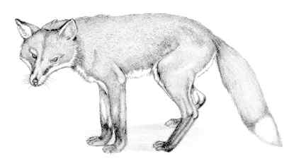 Red fox (Vulpes fulva)
