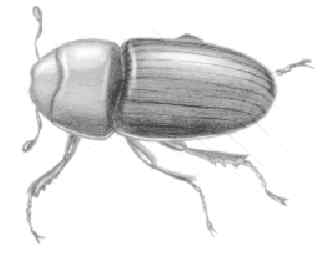 Western pine beetle (Dendroctonus brevicomis) In 1917 and 1943, this beetle destroyed about 25 billion board feet of ponderosa pine along the Pacific coast, an amount of devastation that is seldom matched by any pest.