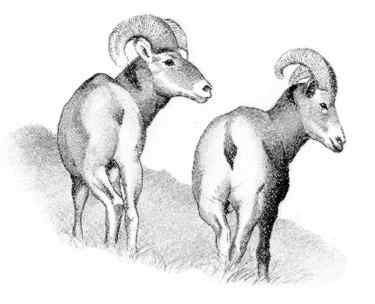 Bighorn sheep (Ovis canadensis) 