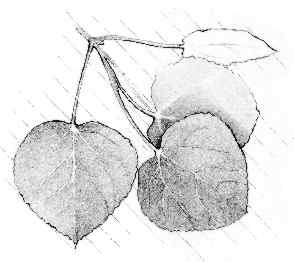 Aspen (Populus tremaloides)