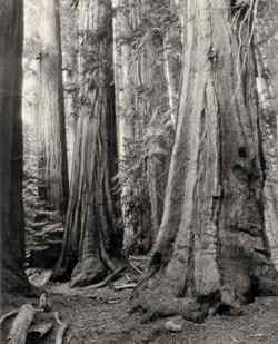 A group of giant sequoias (Sequoiadendron giganteum) in Sequoia National Park