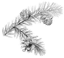 pinion pine (Pinus monophylla)