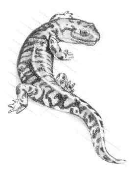 tiger salamander (Ambystoma tigrinum)
