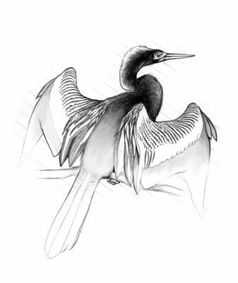 Anhinga (Anhinga anhinga)