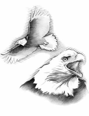 Bald eagles (Haliaeetus leucocephalus)