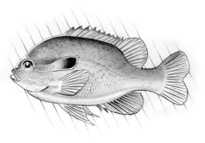 Longeared sunfish (Lepomis meglotis)