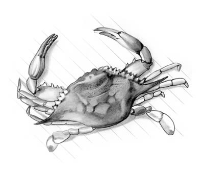 Blue Crab (Callinectes sapides)