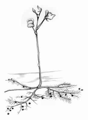 Reversed bladderwort (Utricularia resupinata)