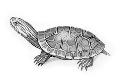 Eastern chicken turtle (Deirochelyls reticularia reticularia)