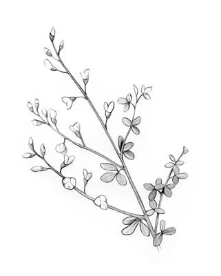 False indigo (Baptisia australis)