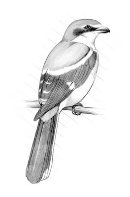 Loggerhead shrike (Lanius ludovicianus)