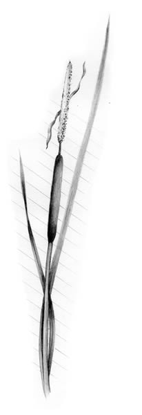 Narrow-leaved cattail (Typha augustifolia)