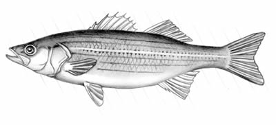 Striped bass (Morone saxitilis)
