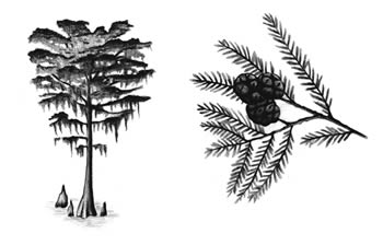 Baldcypress (Taxodium distichum)