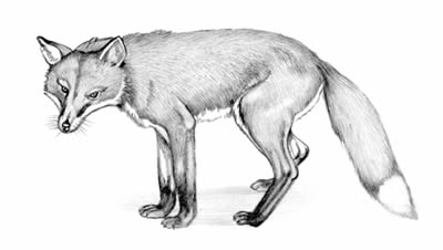 Red fox (Vulpes fulva)
