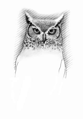 Great horned owl (Bubo virginianus)