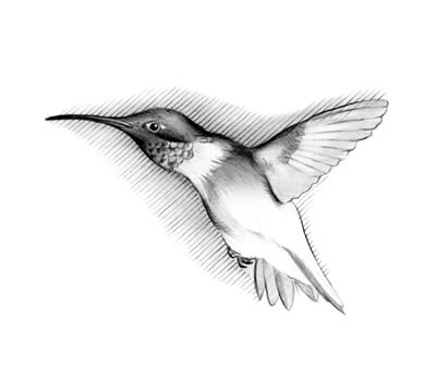 Ruby-throated hummingbird (Archilochus colubris)