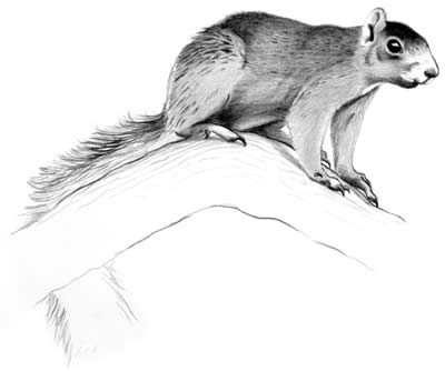 Delmarva fox squirrel (Sciurus niger cinereus)