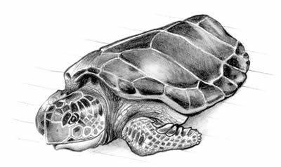 Loggerhead turtle (Caretta caretta)