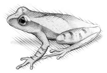 Spring peeper (Hyla crucifer)