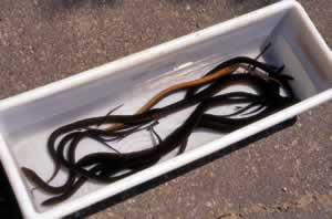 Mature Asian Rice Eel specimens collected at the Chattahoochee Nature Center. The longest eel in the tub reaches 24 inches. Photo by Richard T. Bryant. Email richard_t_bryant@mindspring.com.