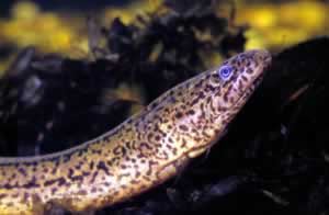 Rice eel. Photo by Richard T. Bryant. Email richard_t_bryant@mindspring.com.
