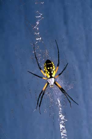 Black-And-Yellow Argiope. Photo by Richard T. Bryant. Email richard_t_bryant@mindspring.com.