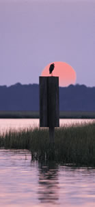 Georgia's barrier islands are a haven for bird watchers. Blue heron is one of the species that can be seen. Photo by Richard T. Bryant. Email richard_t_bryant@mindspring.com.