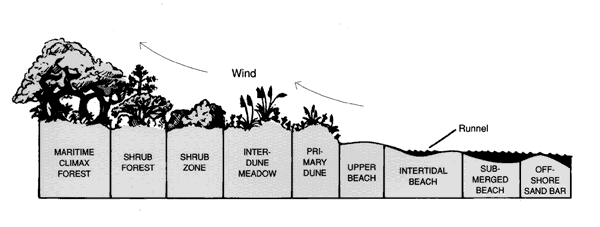 Figure 2: Profile of an Ocean Beach at Low Tide.