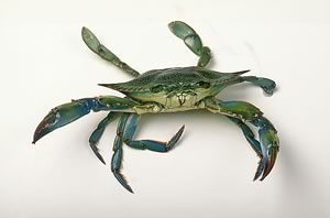 Blue Crab. Photo by Richard T. Bryant. Email richard_t_bryant@mindspring.com.