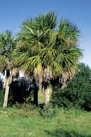 Cabbage Palm. Photo by Richard T. Bryant. Email richard_t_bryant@mindspring.com.
