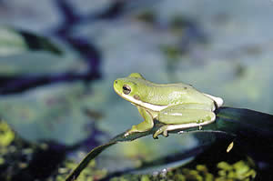 Green Tree Frog. Photo by Richard T. Bryant. Email richard_t_bryant@mindspring.com.