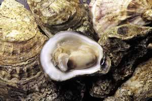 Eastern Oyster. Photo by Richard T. Bryant. Email richard_t_bryant@mindspring.com.
