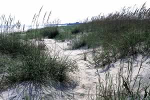 Sand dunes protect the interior of barrier islands from the sea, especially during storms. Photo by Richard T. Bryant. Email richard_t_bryant@mindspring.com.