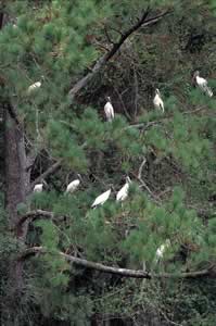 Wood storks, the only storks in North America, on Ossabaw Island. Photo by Richard T. Bryant. Email richard_t_bryant@mindspring.com.