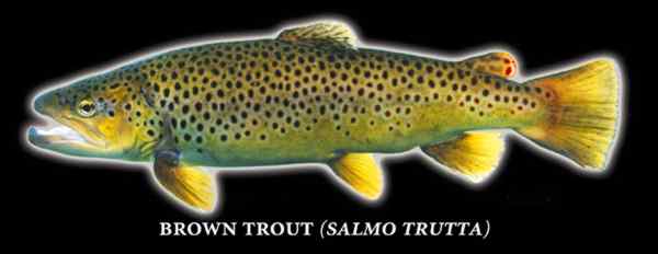 Brown trout (Salmo trutta) Photo by Richard T. Bryant. Email richard_t_bryant@mindspring.com