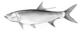 Tarpon